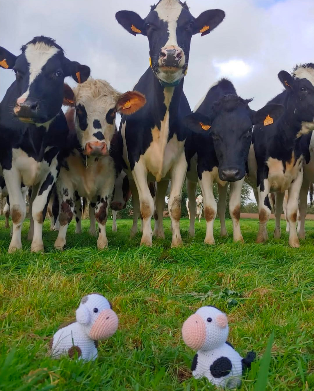 Milky réalisé par @crochet_nature, petite vache au crochet -modèle Mi fil, mi câlin